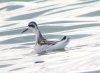 Red-necked Phalarope at Paglesham Lagoon (Steve Arlow) (60306 bytes)